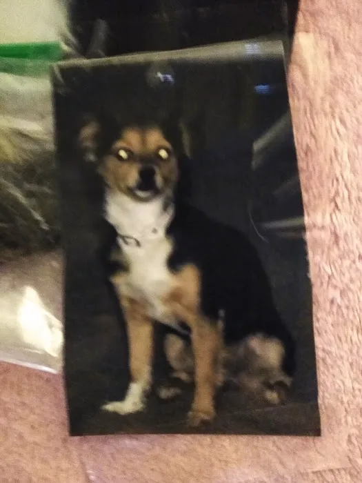 Hemet Animal Hospital: Kaylor Barbara DVM Picture 2