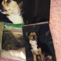 Hemet Animal Hospital: Kaylor Barbara DVM ico