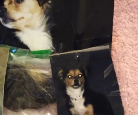 Hemet Animal Hospital: Kaylor Barbara DVM