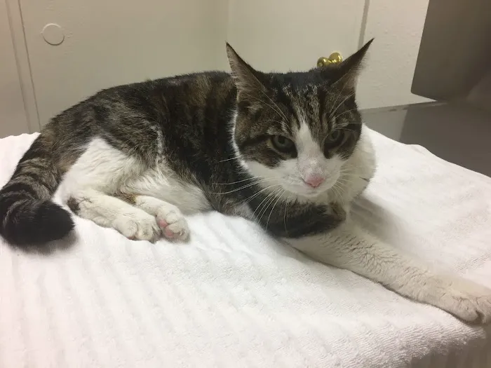 Hemet Animal Hospital: Kaylor Barbara DVM Picture 8