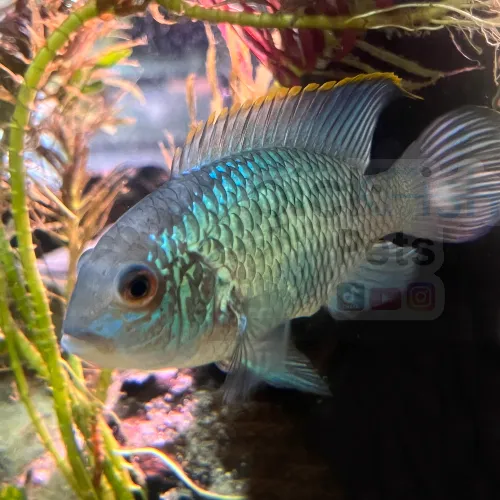 PicKFish Pets Picture 2