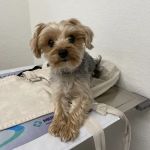 Hemet Animal Hospital