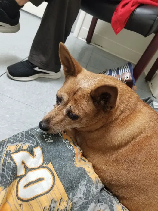 Hemet Animal Hospital Picture 8