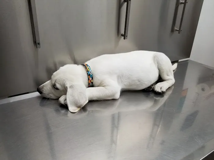 Pets Vet Veterinary Clinic Picture 3