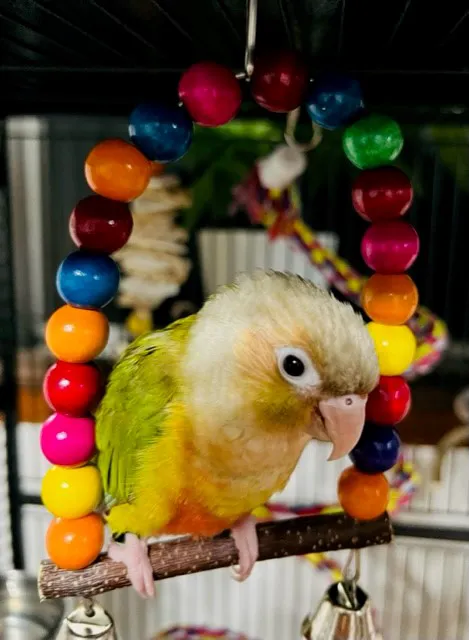 TP Birds Picture 7