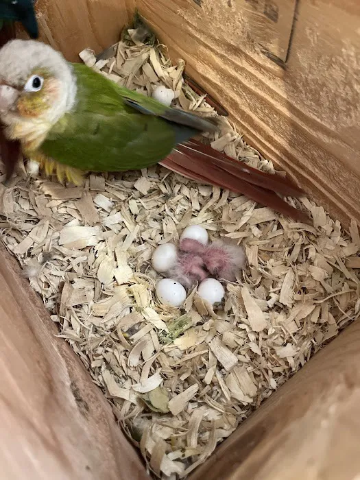 TP Birds Picture 2