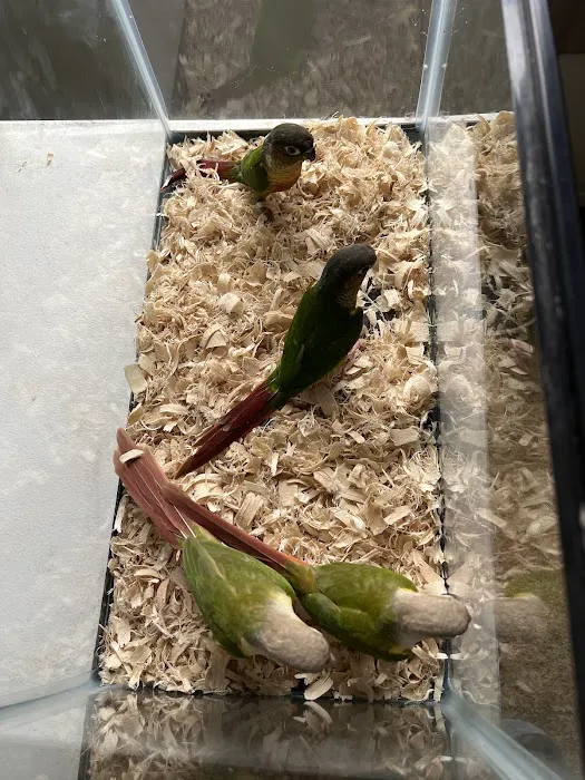 TP Birds Picture 9