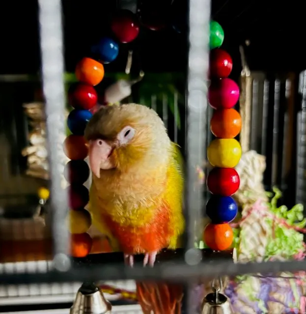TP Birds Picture 8