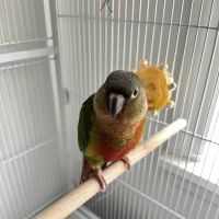 TP Birds ico