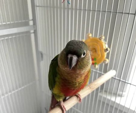 TP Birds
