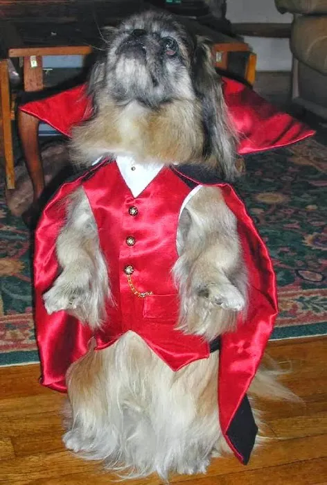 Wraprascal Dog Coats Picture 4