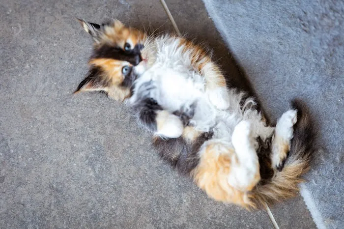 Chadwick's Maine Coons Picture 3