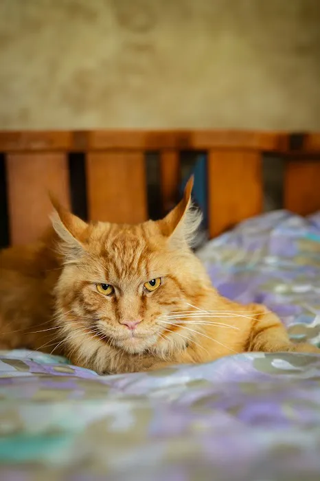 Chadwick's Maine Coons Picture 9