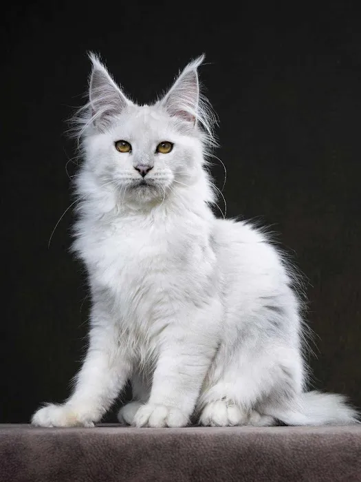 Chadwick's Maine Coons Picture 4