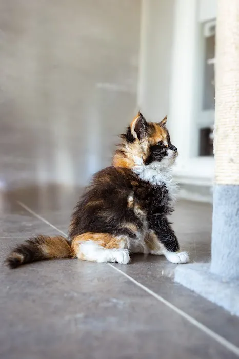 Chadwick's Maine Coons Picture 7