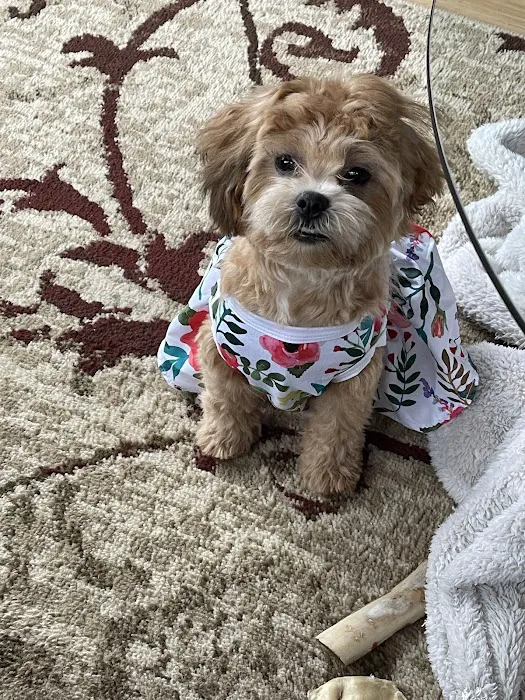 Arcadia Pets of Staten Island Picture 8