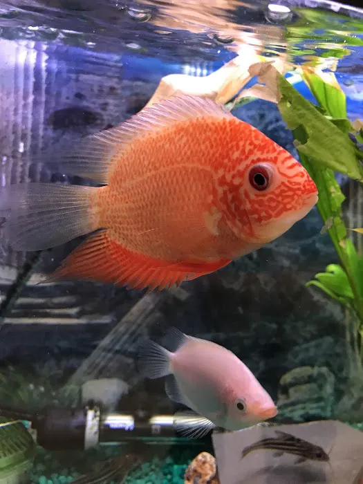 Petland Discounts - Richmond Picture 4