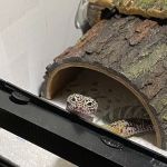 Self Trusted Reptiles