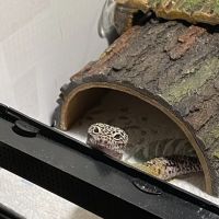 Self Trusted Reptiles ico