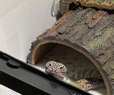 Self Trusted Reptiles