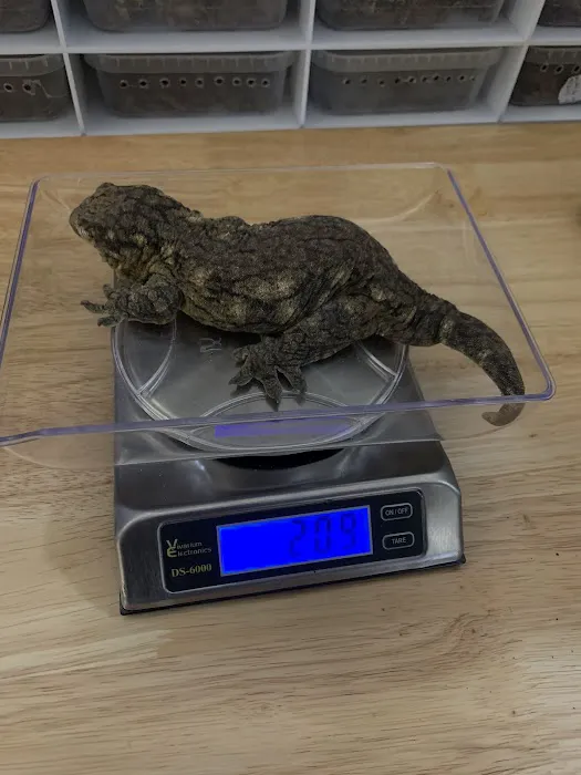 Self Trusted Reptiles Picture 5