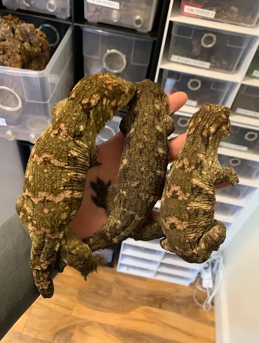 Self Trusted Reptiles Picture 9
