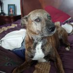 Sun City Veterinary Clinic