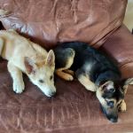 Menifee Animal Hospital