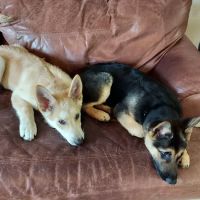 Menifee Animal Hospital ico
