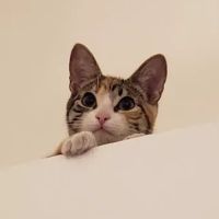 Vetco Total Care Animal Hospital ico