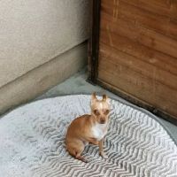 Menifee Valley Animal Clinic ico