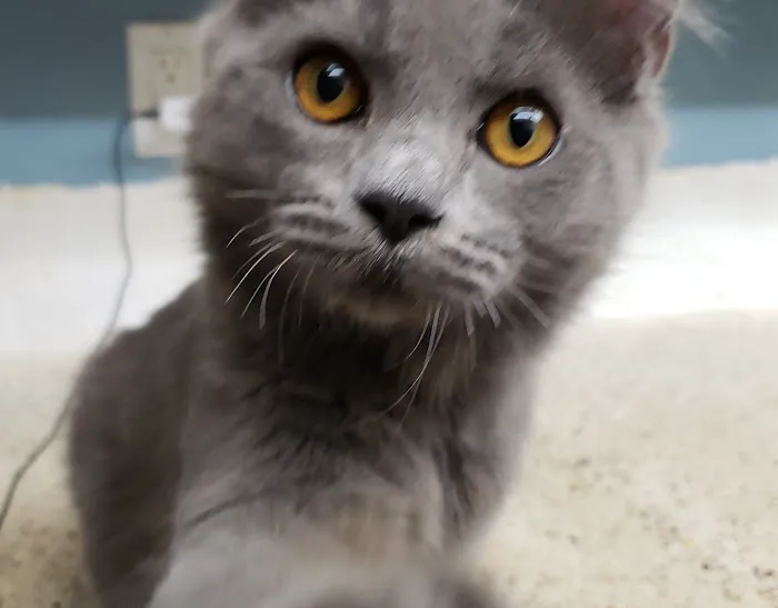 Menifee Valley Animal Clinic Picture 2