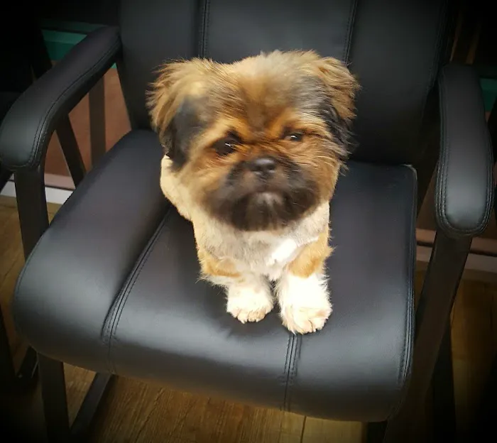 Menifee Valley Animal Clinic Picture 8