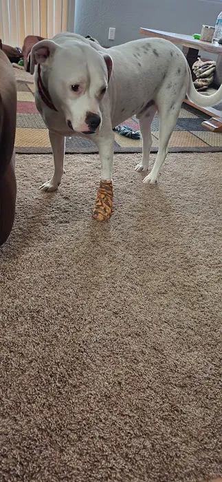 Menifee Valley Animal Clinic Picture 7