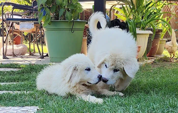 Nuevo Road Animal Hospital Picture 5