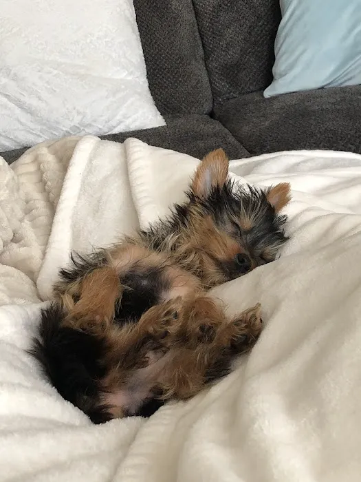 Bark Avenue Puppies Picture 4