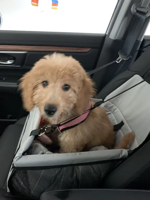 Bark Avenue Puppies Picture 1
