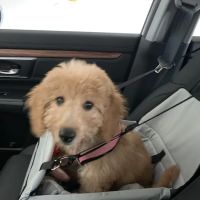 Bark Avenue Puppies ico