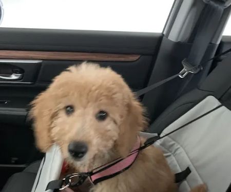 Bark Avenue Puppies