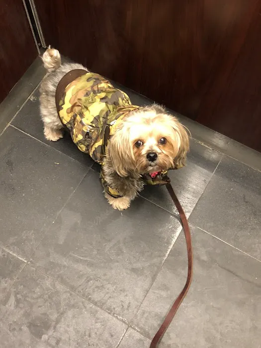 Bark Avenue Puppies Picture 5