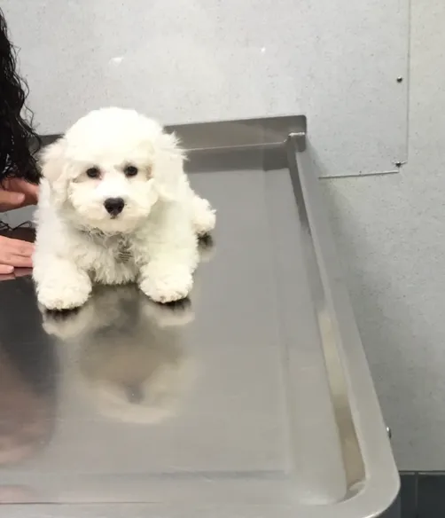 Bark Avenue Puppies Picture 3