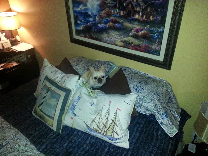 Bark Avenue Puppies Picture 9