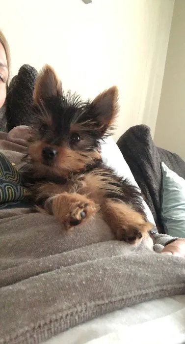 Bark Avenue Puppies Picture 2