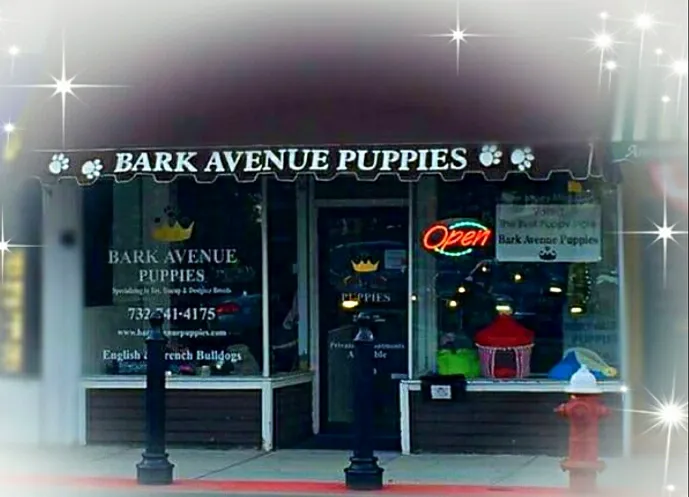 Bark Avenue Puppies Picture 6