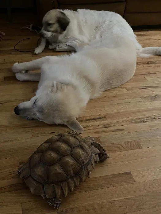 E & J Pet Shop LLC Picture 7