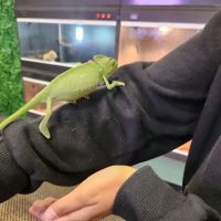 E & J Pet Shop LLC ico