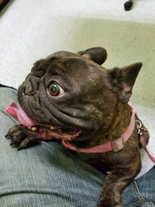 Angel Care Pet Hospital Picture 3