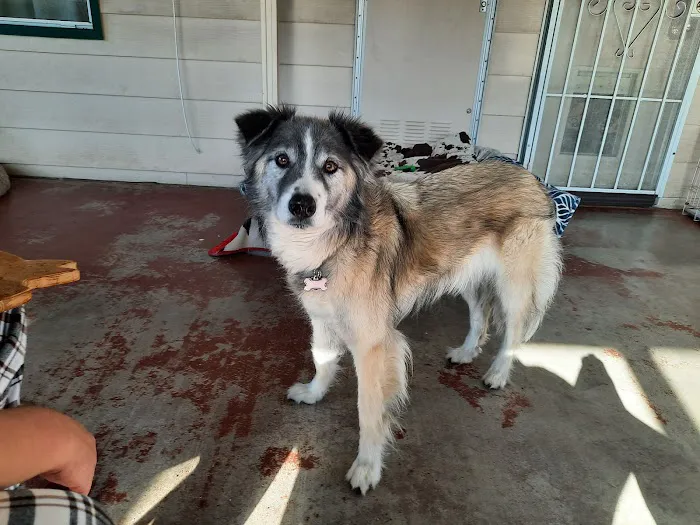 Angel Care Pet Hospital Picture 4