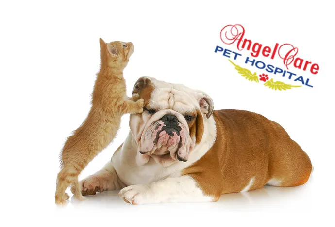 Angel Care Pet Hospital Picture 8