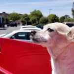 Angel Care Pet Hospital